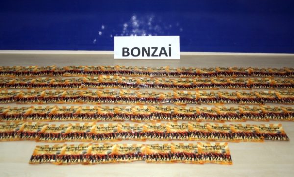 KUBAR BONZAİ ESRAR YAKALANDI