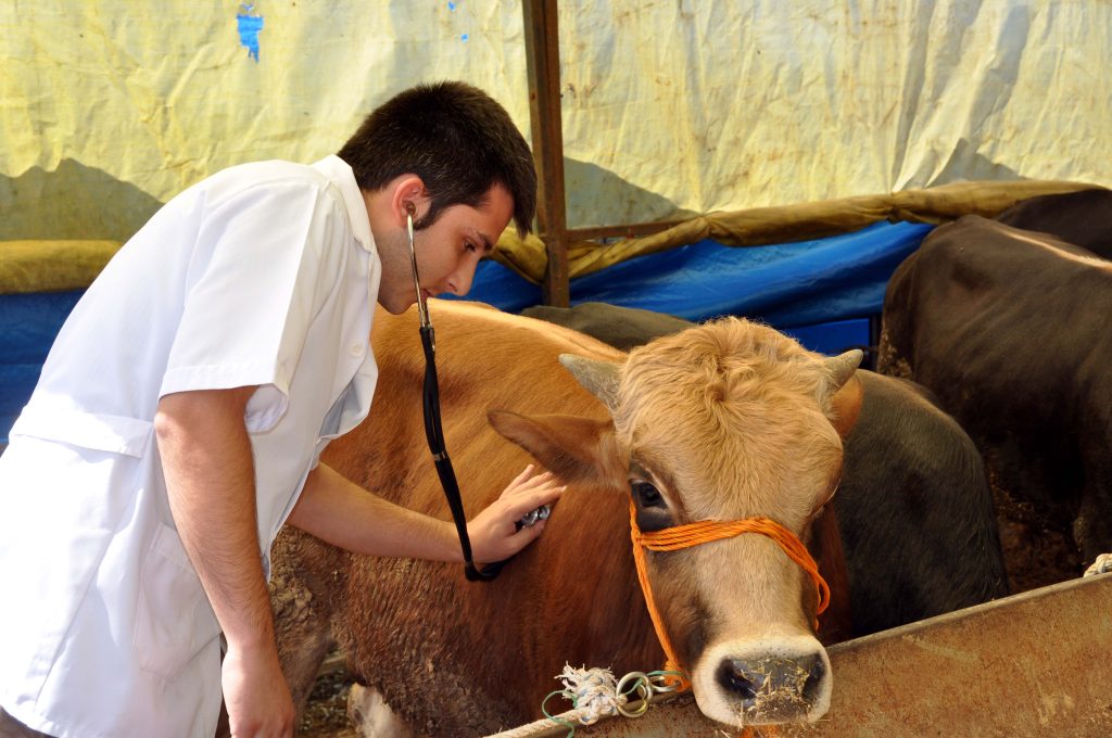 Kurban pazarı kuruldu