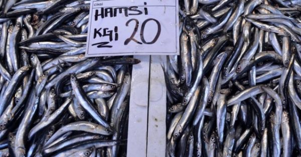 HAMSİ ARTIK BÖLGEMİZDEN ÇIKMAZ