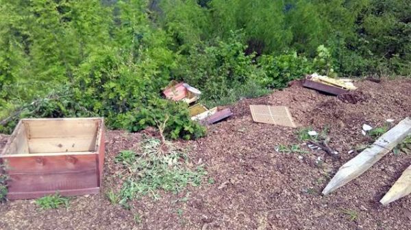 KIŞ UYKUSUNDAN UYANAN AYILAR ARI KOVANLARINA SALDIRDI…