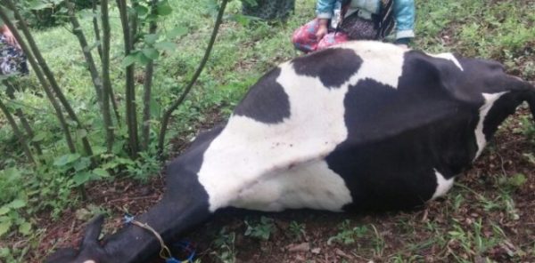 BAHÇEDE OTLAYAN İNEK ELEKTRİK AKIMINA UĞRADI..