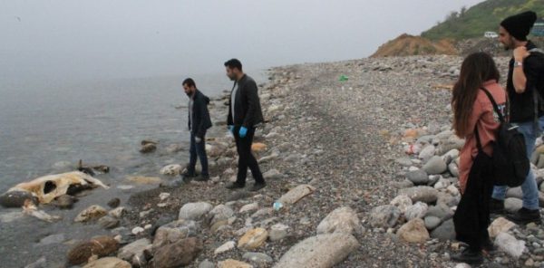 KOZLU SAHİLİNDE ÖLÜ İNEK BULUNDU..