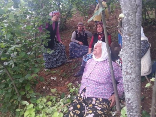 IHLAMUR TOPLAMAK A�A�A�N A�IKTIAzI AAzAA� SONU OLDU..