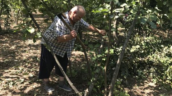 FINDIK FA�YATLARININ DA?AzA?K OLMASINA KIZDI FINDIK FA�DANLARINI KESTA�..