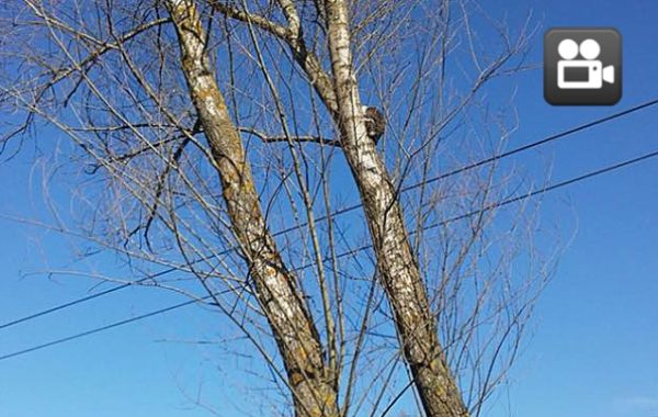 ALAPLI’DA KEDA� OPERASYONU
