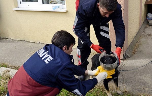 A�TFAA�YE EKA�PLERA� KURTARDI