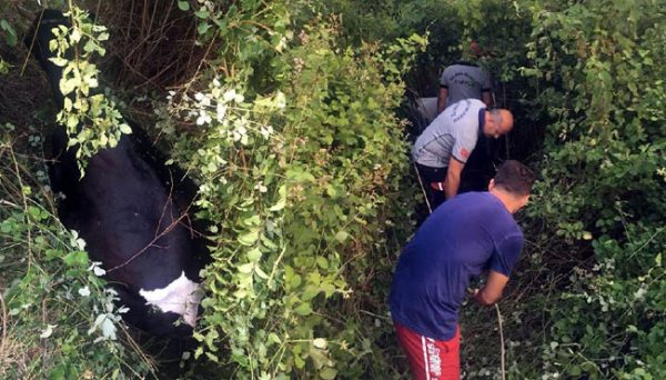 EREĞLİ’DE İNEK KURTARMA OPERASYONU