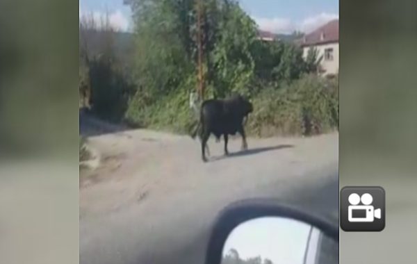 BOĞA CAMİYE SIĞINDI…