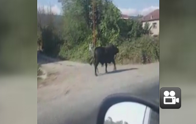 BOĞA CAMİYE SIĞINDI…