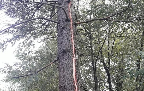 AĞACA YILDIRIM DÜŞTÜ…