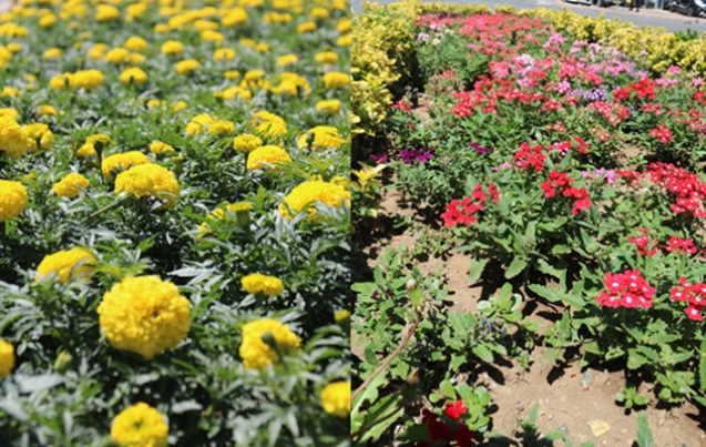 YANLIŞ DUYMADINIZ! 700 BİN ÇİÇEK…