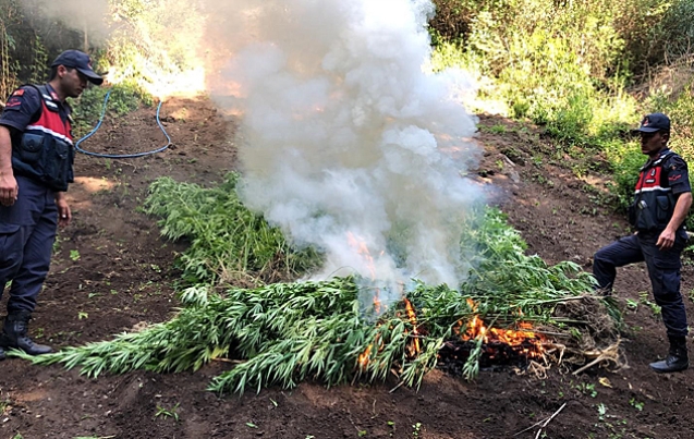 550 KÖK ELE GEÇİRİLDİ…