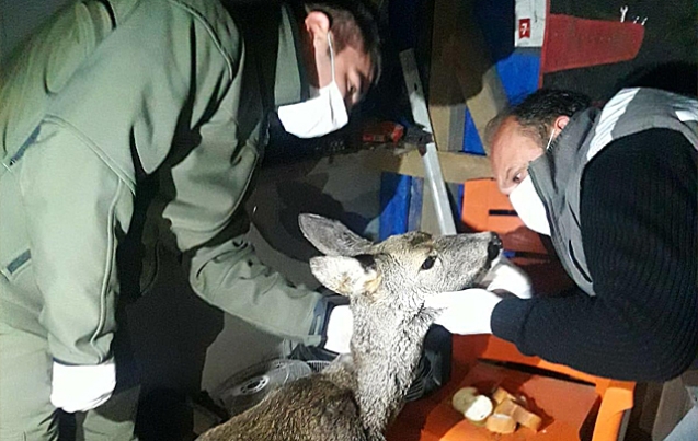 KARACA’YI VURDULAR…