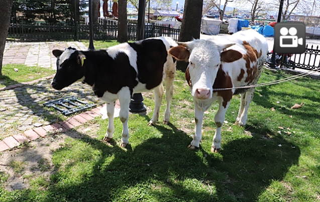 FİRARİLER SAHİLDE YAKALANDI…