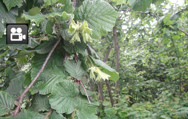 95 BİN DEKAR’DA FINDIK ÜRETİLİYOR…