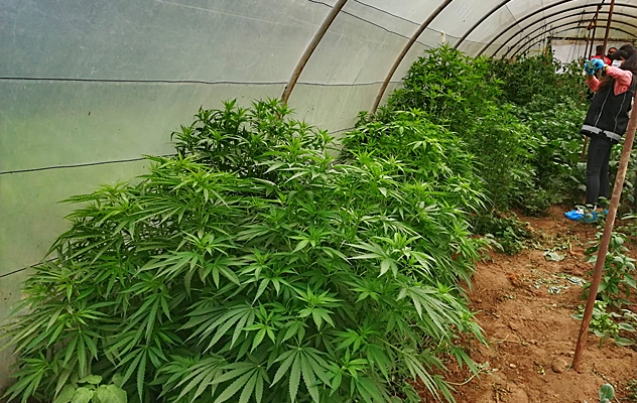 27 KÖK HİNT KENEVİRİ ELE GEÇİRİLDİ…