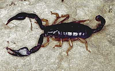 ALAPLI’DA 1 KİŞİYİ AKREP SOKTU…