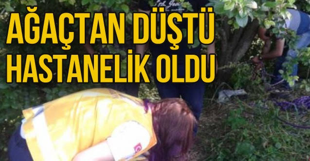 AĞAÇTAN DÜŞTÜ…