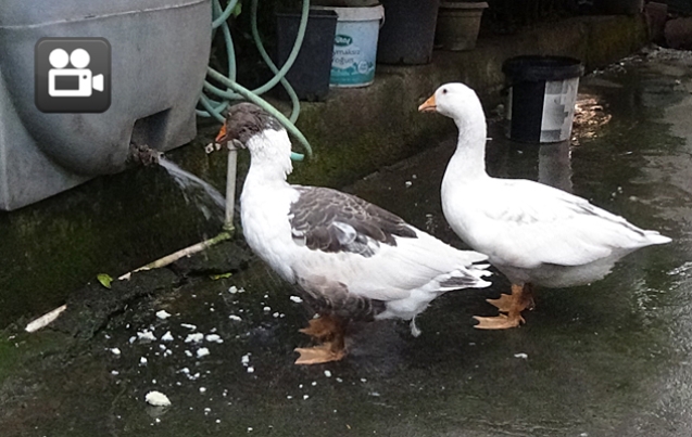 GAGALARI İLE MUSLUK AÇIYORLAR…