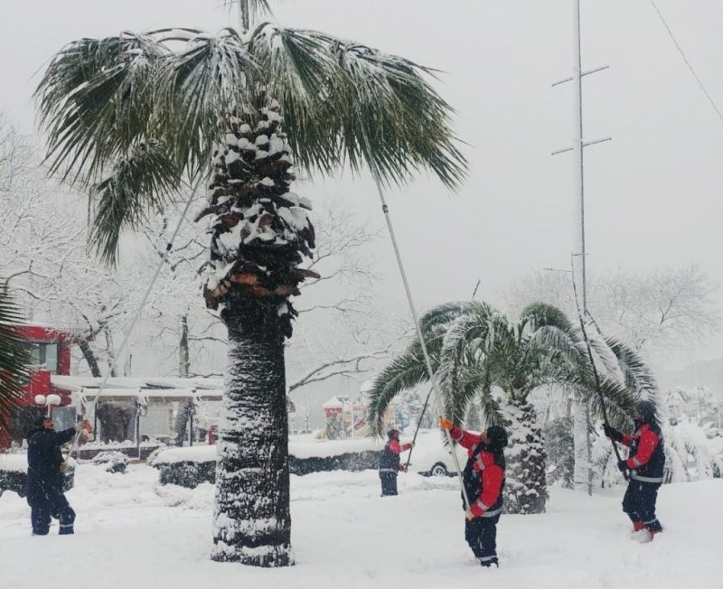 Ağaçlar temizleniyor.