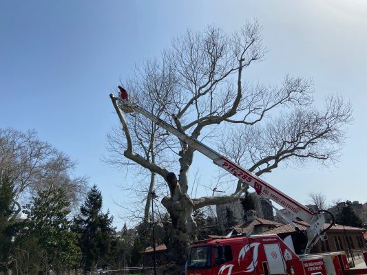 Fetih Çınarları…
