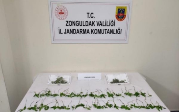 92 kök kenevir ele geçirildi…