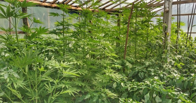 27 kök kenevir yakalandı…