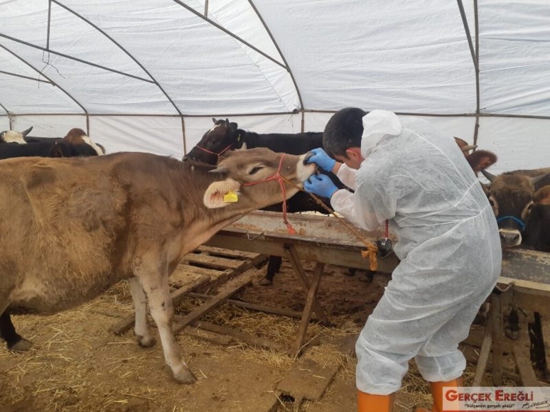 Kurban pazarı kuruldu…