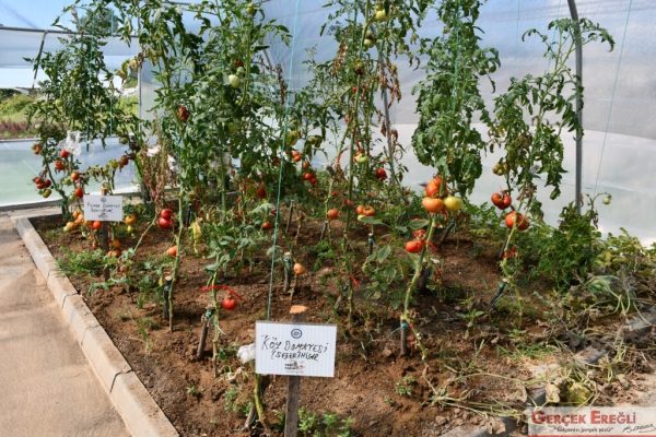 Proje büyük bir hızla devam ediyor…