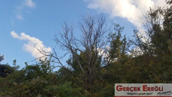 “Kestane Balının Diyarından” diye selam veremeyecek miyiz!