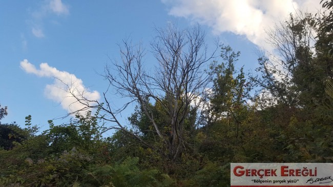 “Kestane Balının Diyarından” diye selam veremeyecek miyiz!