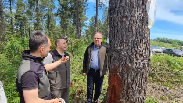 Ormanın gizli hazineleri…