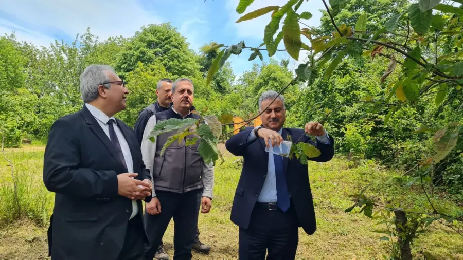 Torymus sinensis salımı gerçekleştirildi…