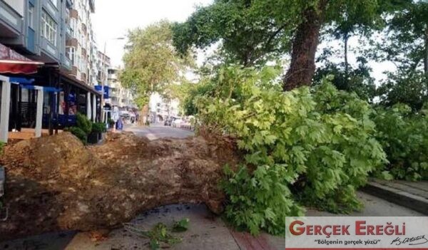 150 yıllık çınar devrildi…