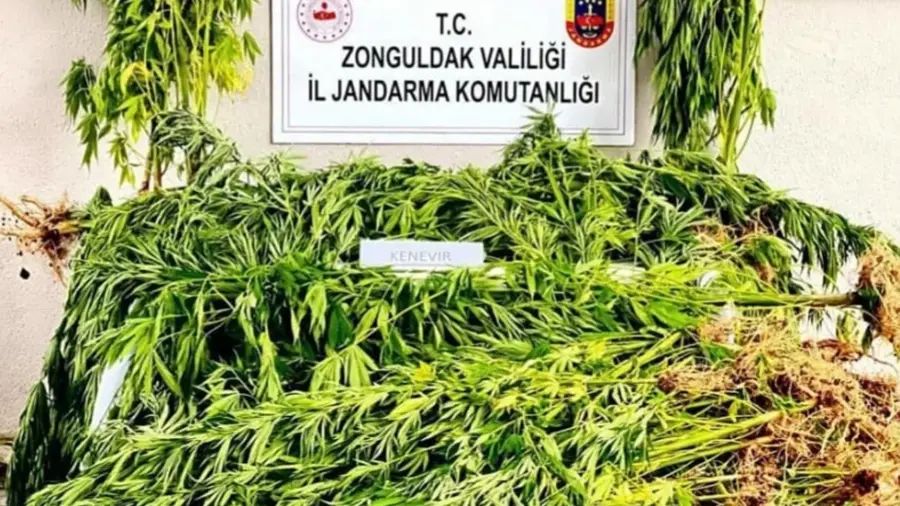 228 adet kök kenevir ele geçirildi…