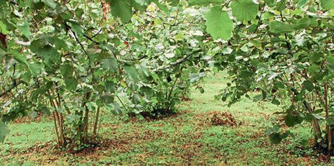 Fındık toplarken öldü…