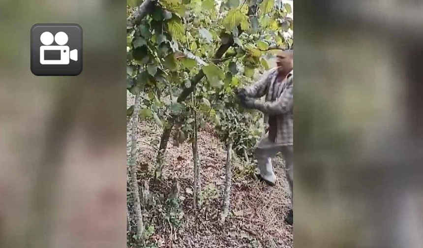 Fiyata kızdı, fındıkları kesti…