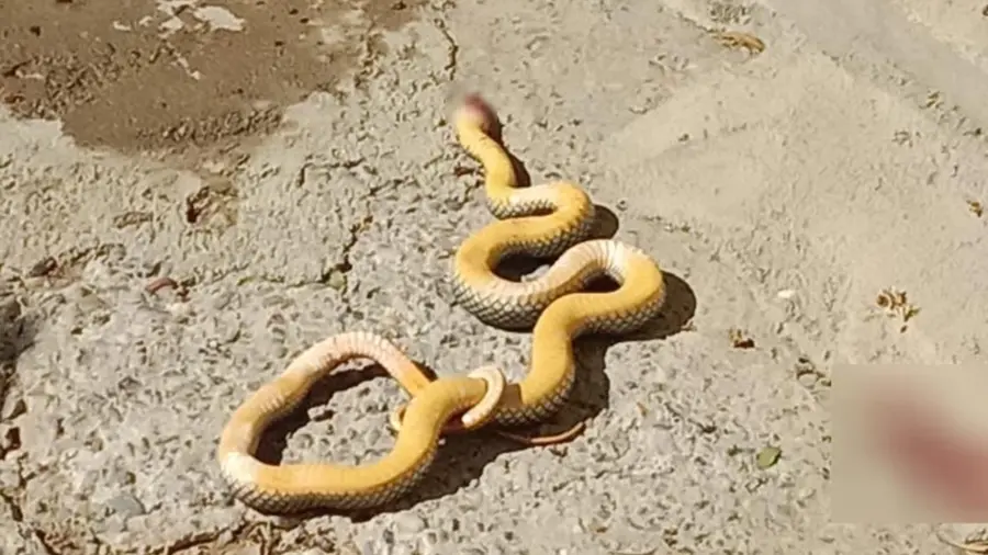 Zonguldak’ta görüldü…