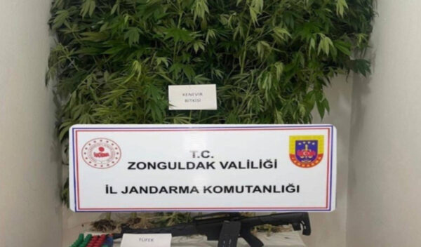Jandarmadan kenevir operasyonu…