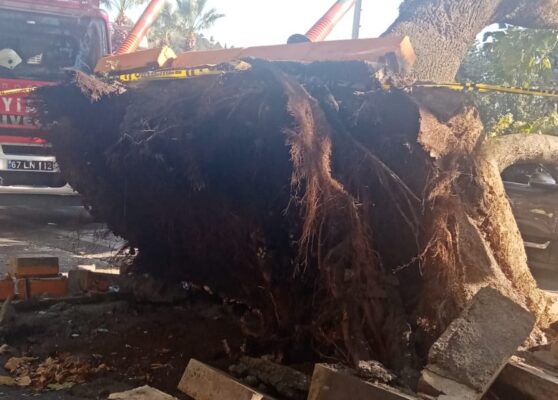 Çınar ağacını devirdi…