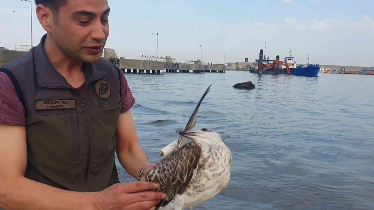 Martı, oltadan kurtarıldı…