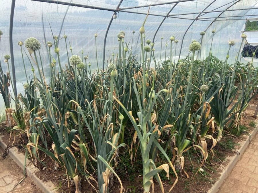 Tohumların ekimi yapıldı…