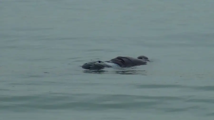 Ereğli sahilinde erkek cesedi bulundu…