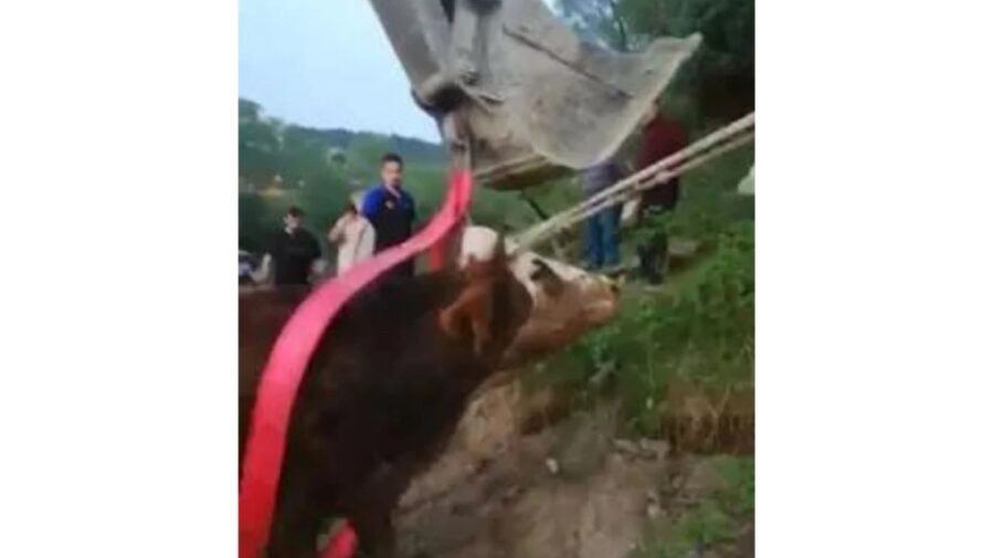 Ekipler tarafından kurtarıldı…