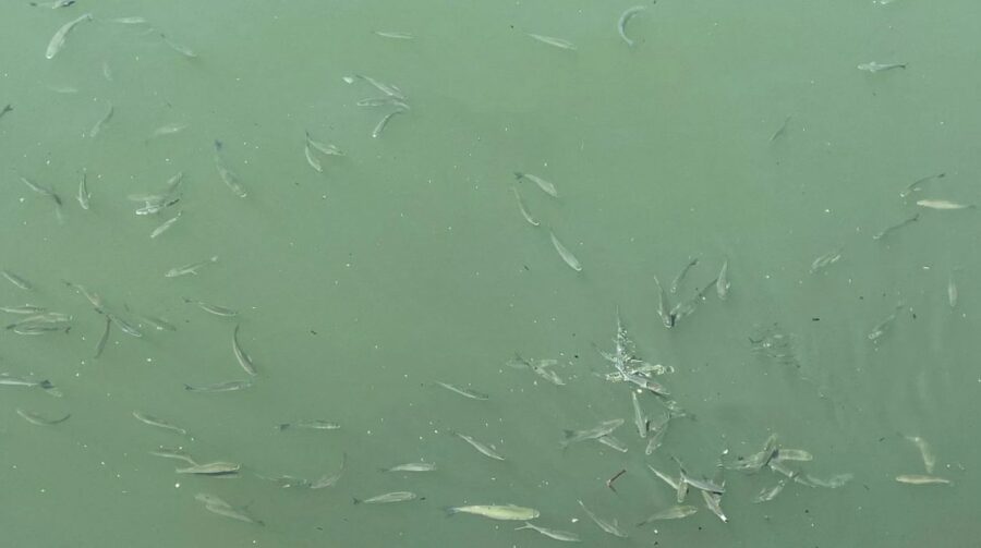 Oltasını alan sahile akın etti…