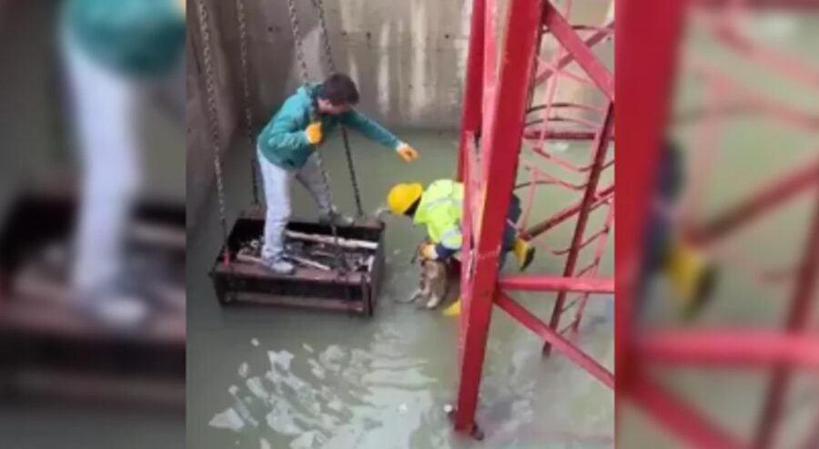 Çukura düşen tilki, işçiler tarafından kurtarıldı…