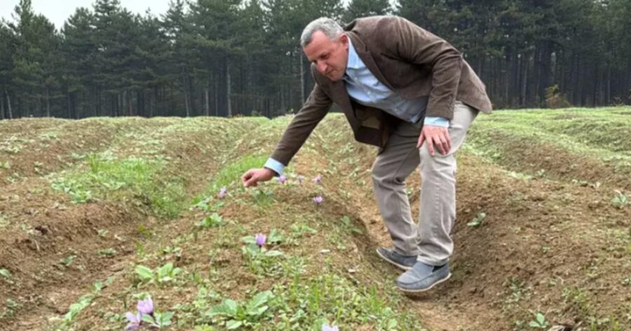 Dünyanın en pahalı baharatı safranın hasadı başladı…