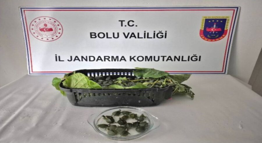 500 adet yasaklı su kaplumbağası ele geçirildi…